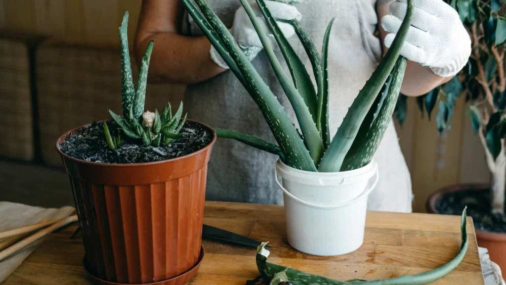 aloe in casa