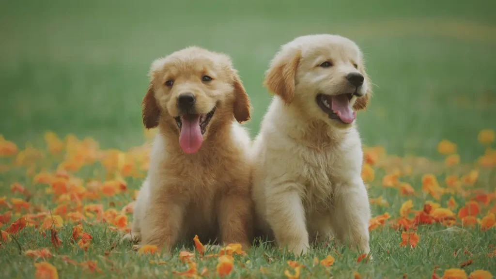 cuccioli di labrador zeolite chabasite