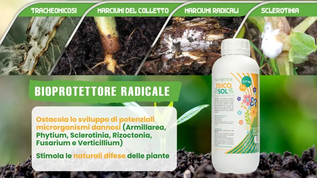 marciume del colletto rimedio tricosol 