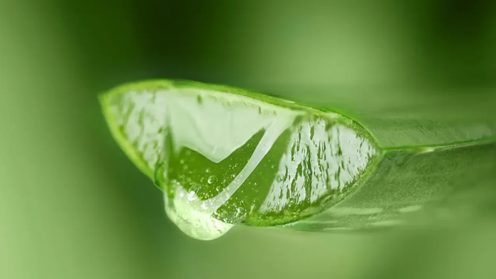 aloe vera biologica sezione foglia