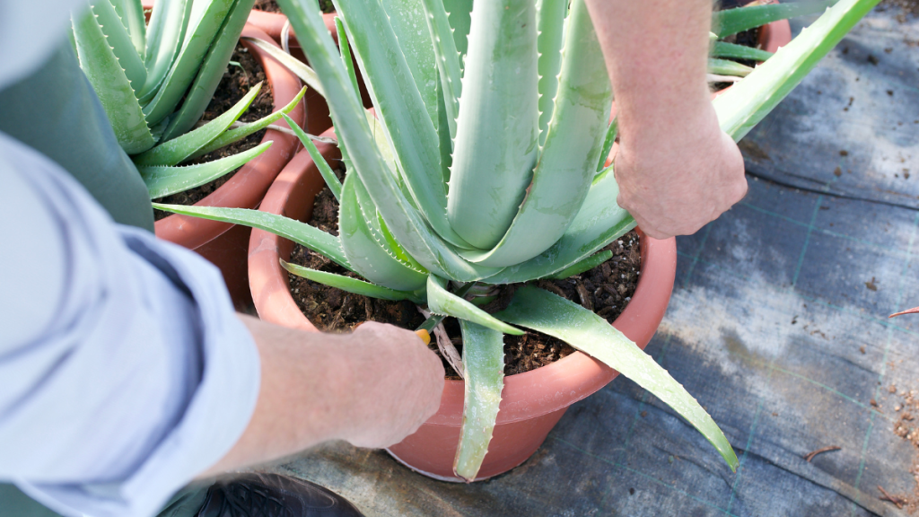 aloe vera quando berla